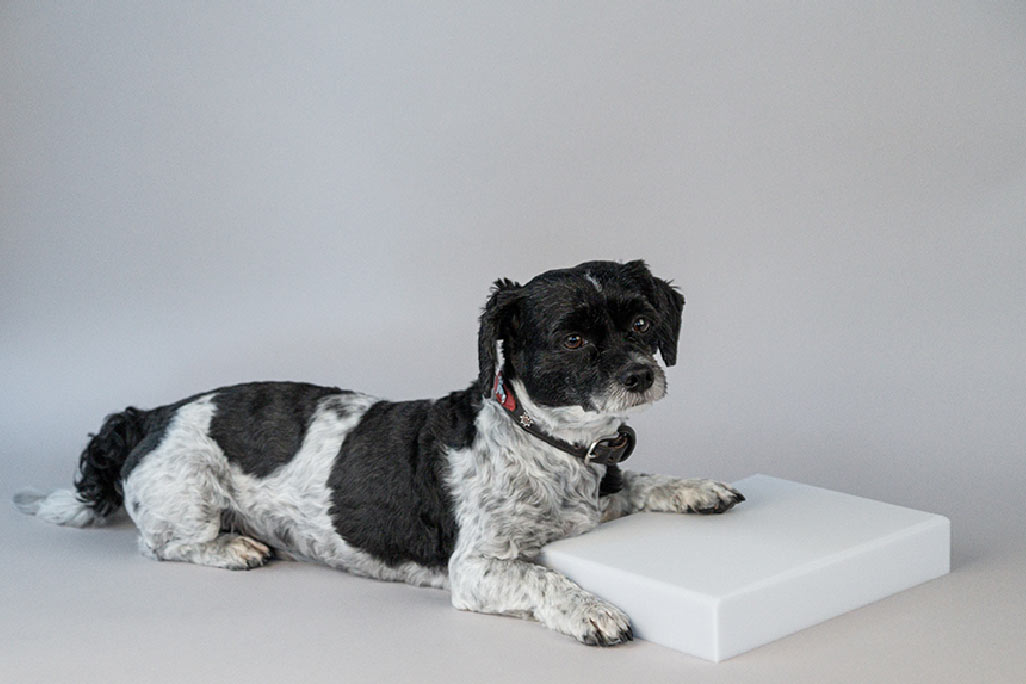 Horizontal melamine foam panel for sound absorption, with a small black and white dog sitting on the corner and resting its paw on it