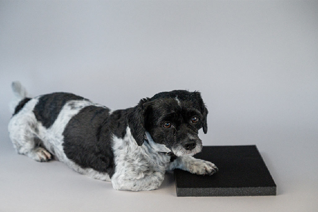 Ein kleiner schwarz-weißer Hund liegt auf einer anthrazitfarbenen Matte mit schwarzer Folienoberfläche aus PUR-Schaumstoff.