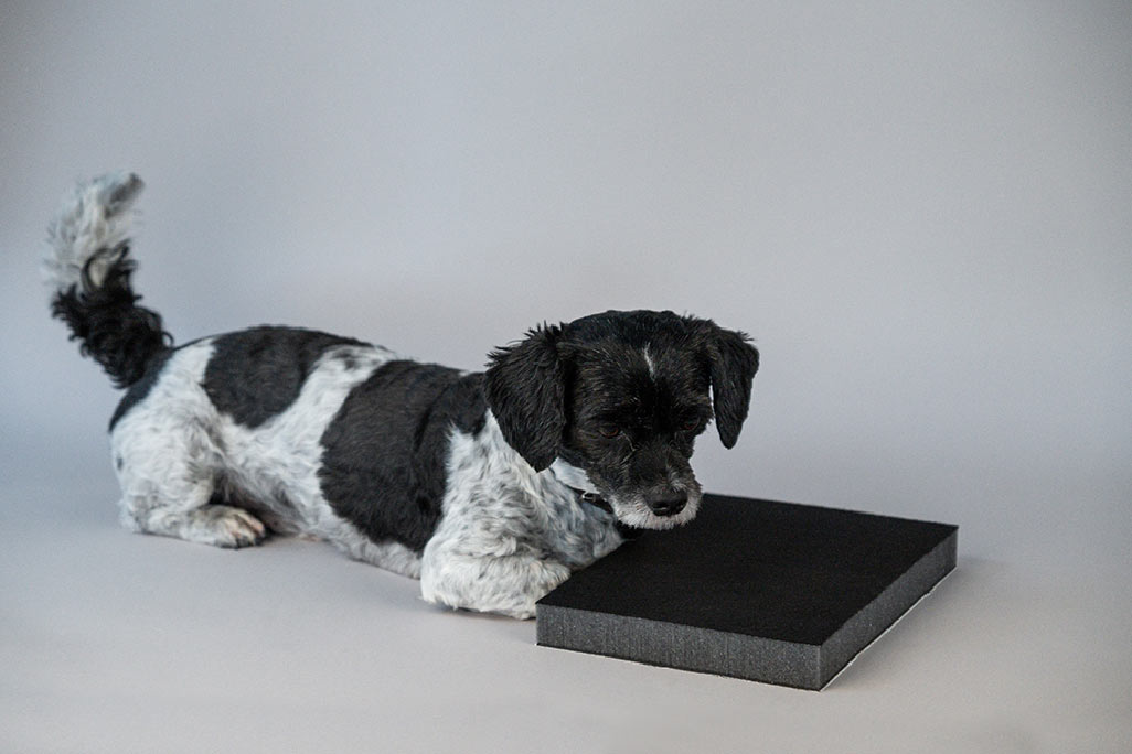 A small black and white dog lies on an anthracite-colored PUR foam board with a black fleece surface