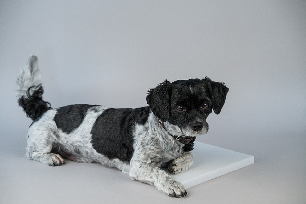 Horizontal melamine foam panel for sound absorption, with a small black and white dog sitting on the corner and resting its paw on it